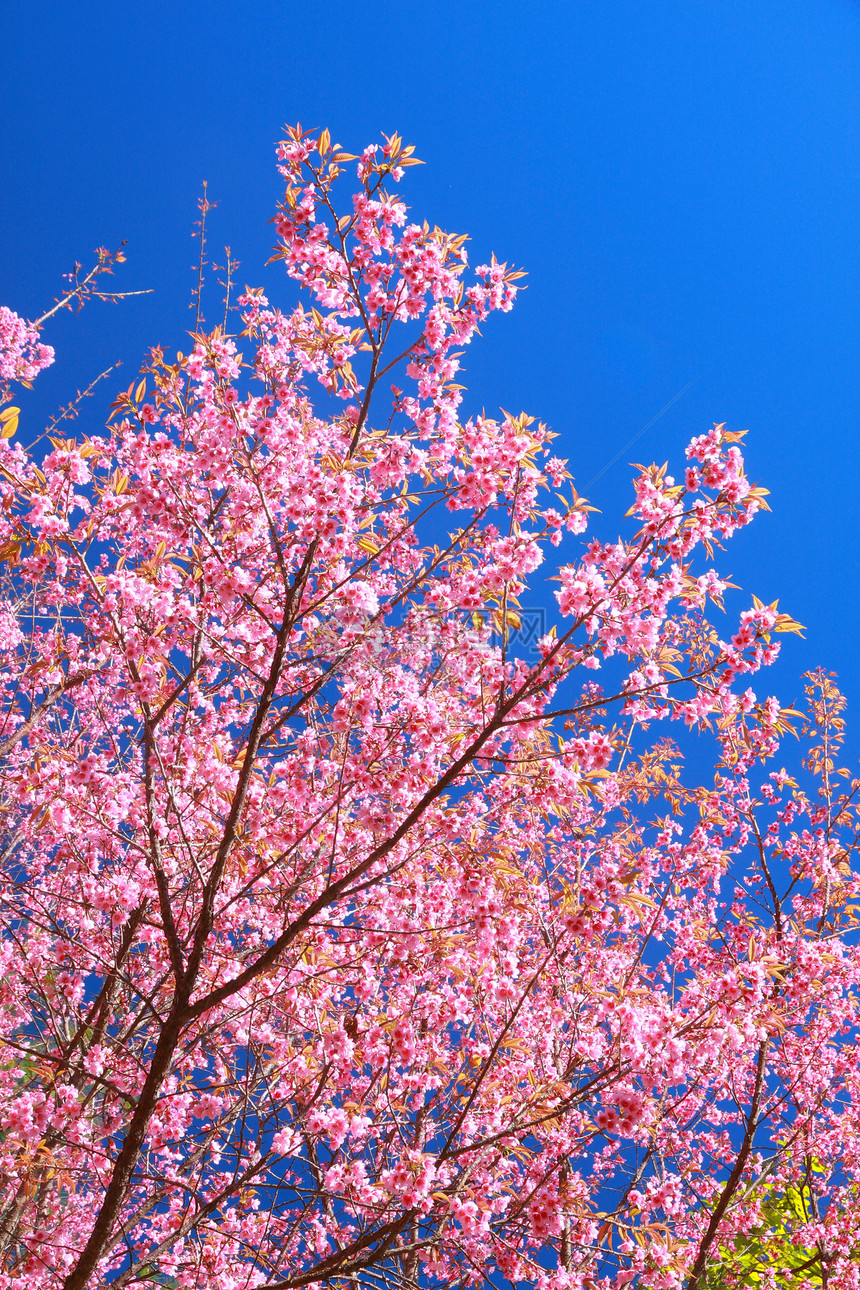 狂野喜马拉雅山樱花农村荒野蓝色墙纸木头天空花朵植物公园季节图片