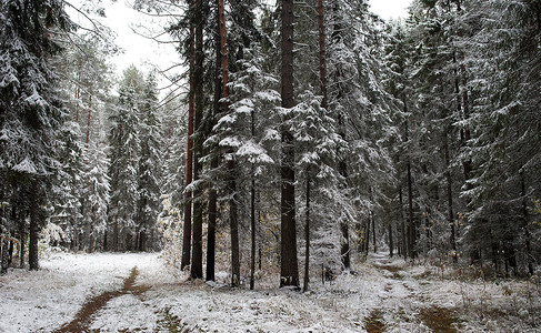 初初雪松树季节树叶树木风景场景小路国家木头公园图片素材