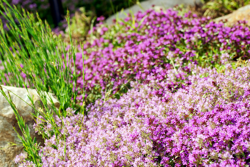 深紫色花朵图片