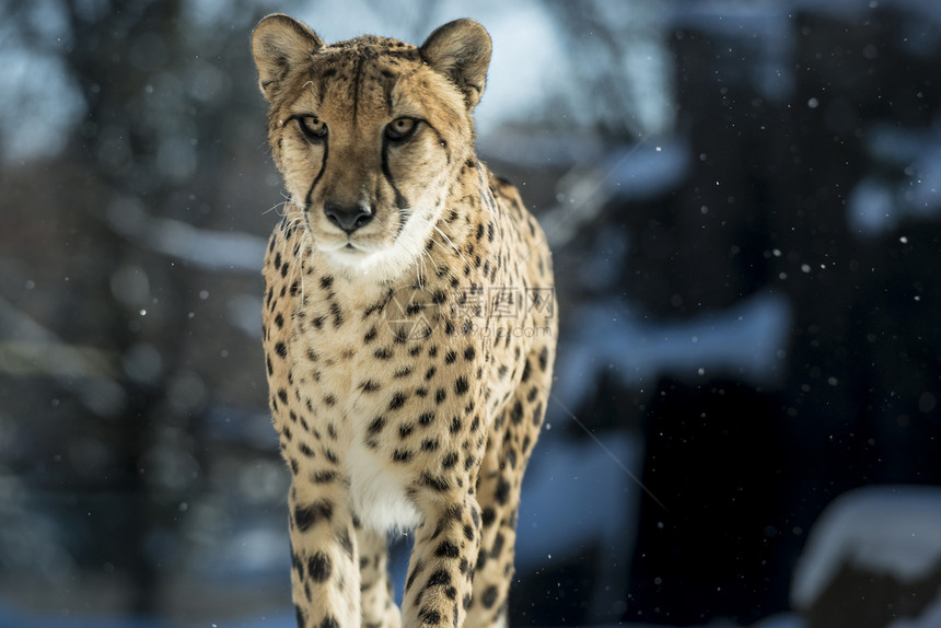 猎豹哺乳动物速度濒危荒野大猫豹属捕食者野生动物图片