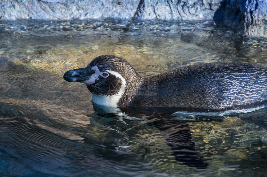 企鹅在水中野生动物金图海洋动物游泳黑色掌状蓝色皇帝白色图片