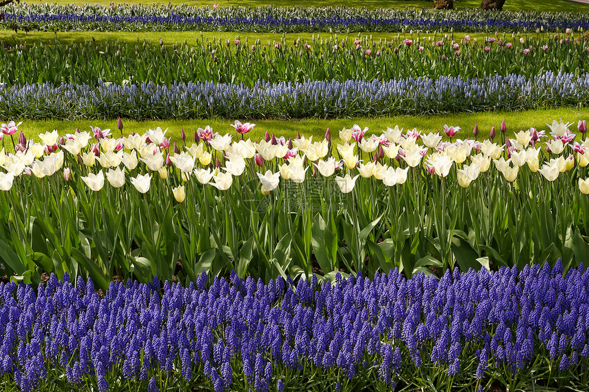 花园景色中的白色郁金香和蓝色长青花图片