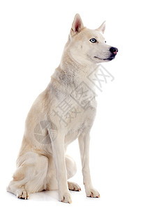 西比亚哈斯基比赛眼睛灰色工作室白色动物宠物蓝色背景图片