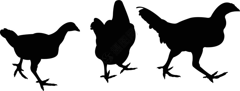 黑色鸡鸡的双光向矢量插图农业拼贴画黑色荒野白色家禽公鸡插画