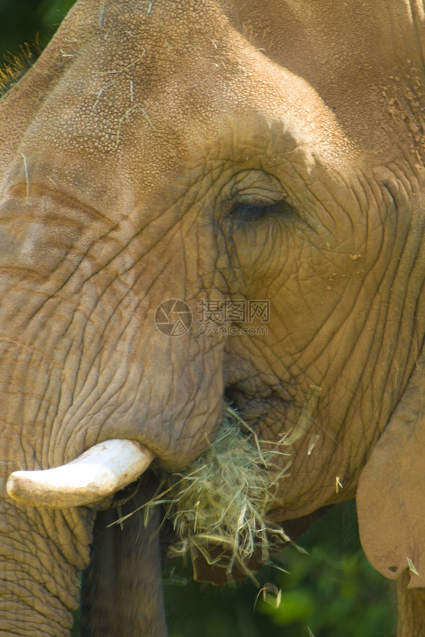 非洲大象生命物种动物群树干哺乳动物野生动物主题食草獠牙兽面图片