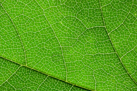 绿叶叶生长活力植物学静脉细胞环境植物生活植物群生态背景图片