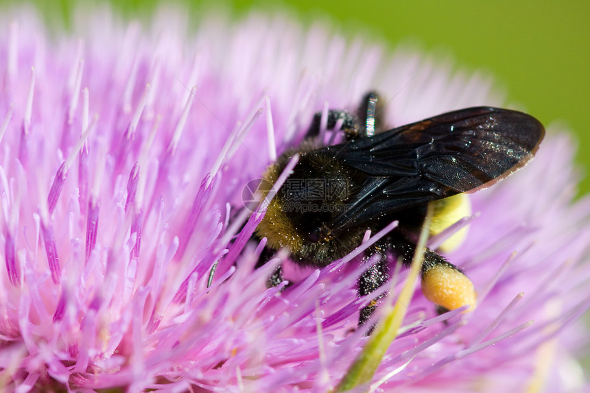 蜜蜂授粉花野外动物脆弱性野生动物粉色昆虫主题花粉动物水平野花图片