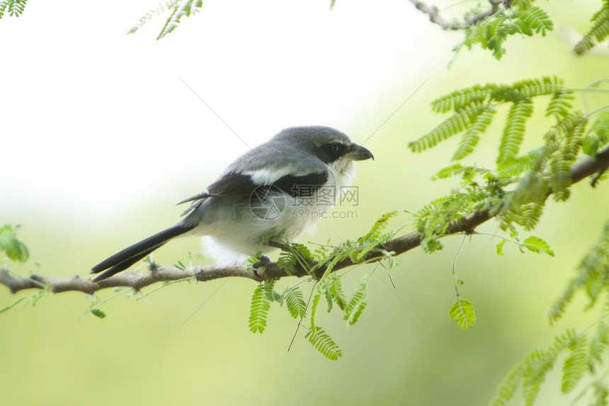 鸟在树枝上主题野外动物摄影植物生活栖息水平动物群鸟类低角度图片
