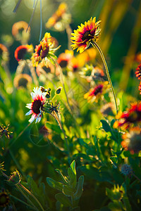 毯花花植物群珍珠草植物野花叶子摄影生命高清图片