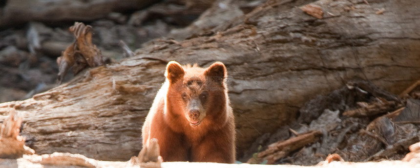 棕熊在森林中动物野外动物森林主题树木哺乳动物全景野生动物动物群摄影图片