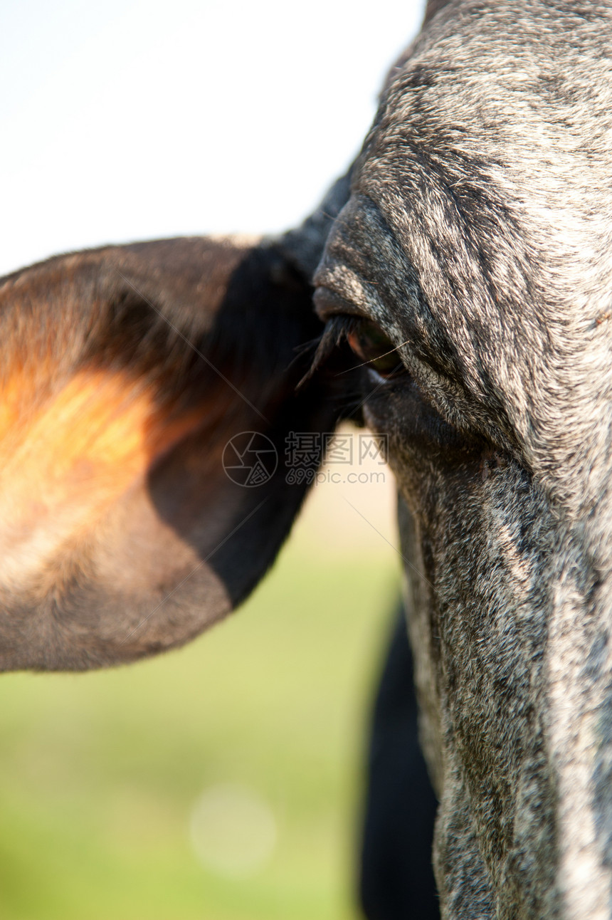 特写一头奶牛农场兽面家畜食草家牛动物前景草食性农业阳光图片