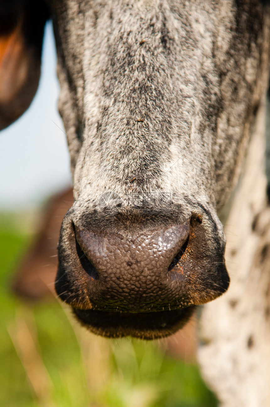 特写一头奶牛兽面家牛阳光农场农业动物家畜食草草食性主题图片