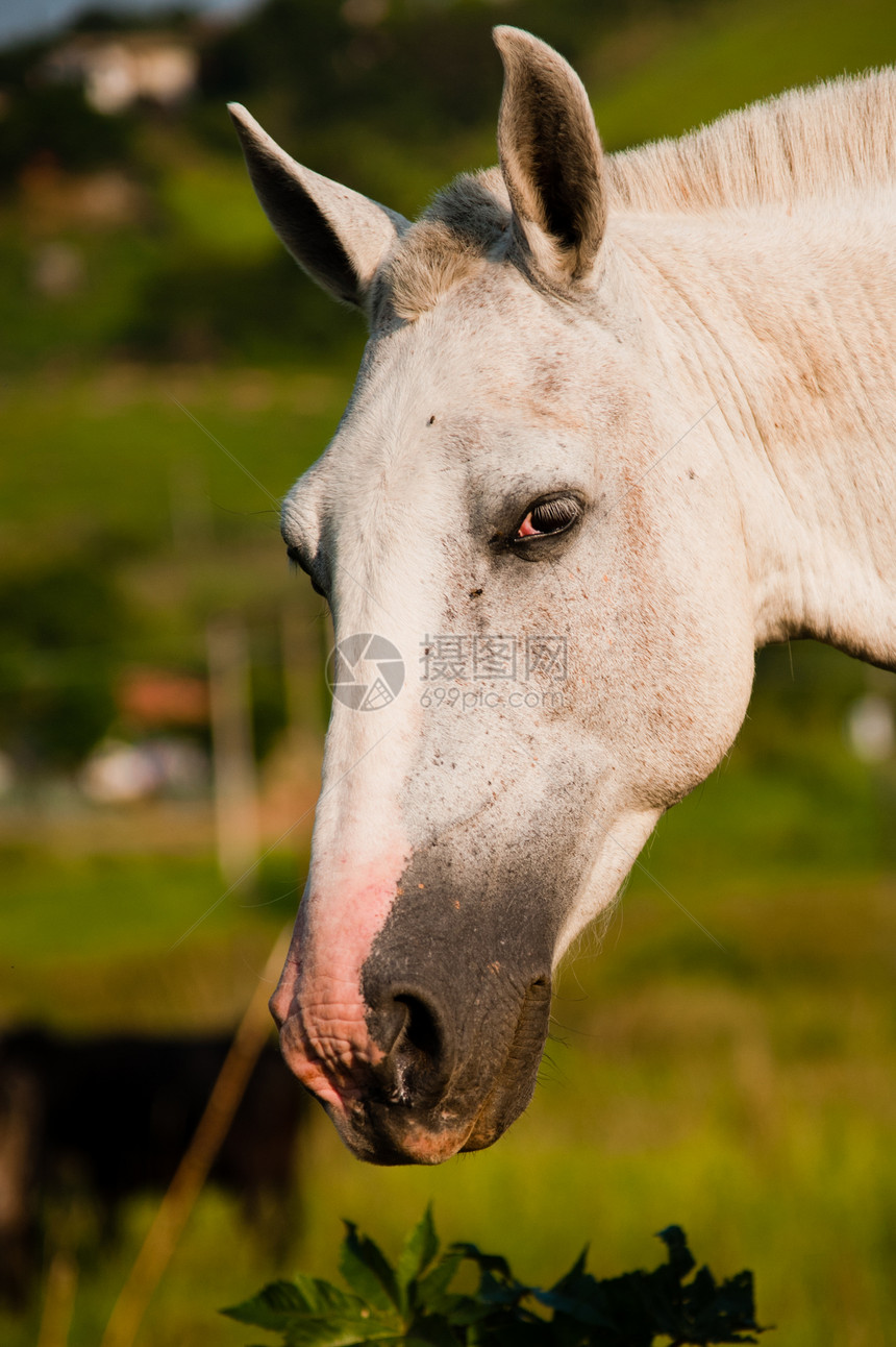 一匹马的近身食草场地草食性哺乳动物农场兽面前景兽头主题家畜图片