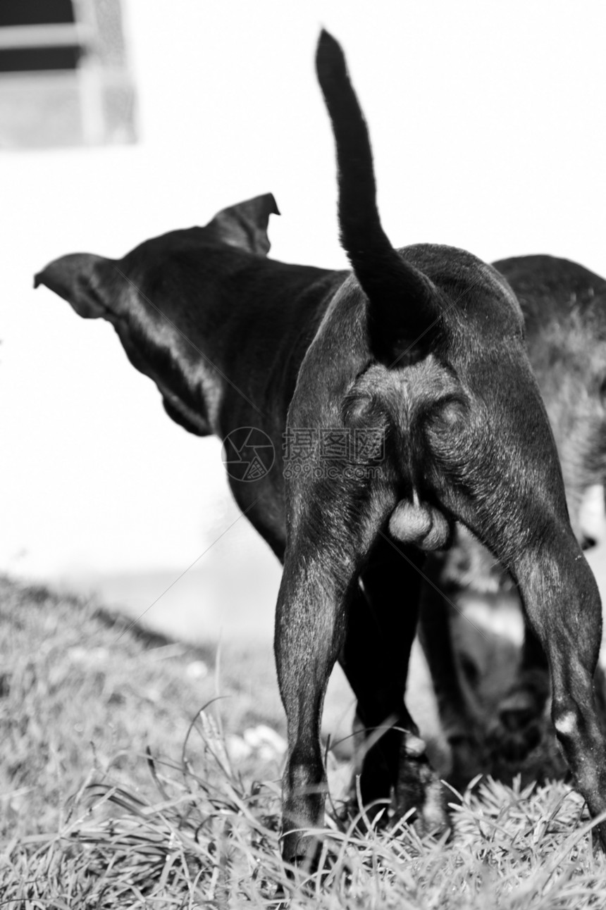 玩狗狗尾巴家畜摄影哺乳动物忠诚黑与白宠物小狗动物图片