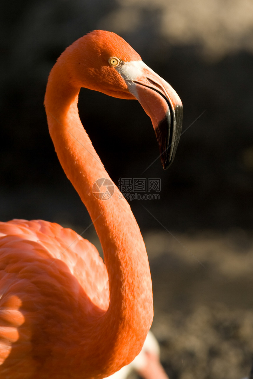 火烈哥野生动物生活动物群动物摄影火烈鸟野外动物鸟类橙子前景图片