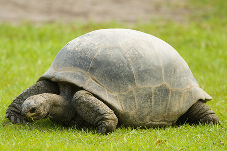 加拉帕戈斯 巨型乌龟食草高清图片