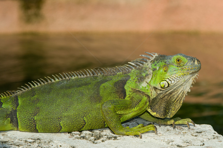 绿伊瓜纳蜥蜴生命主题野外动物动物摄影前景岩石绿色水平图片