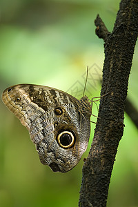 纹翅膀的素材树枝上的猫蝴蝶背景