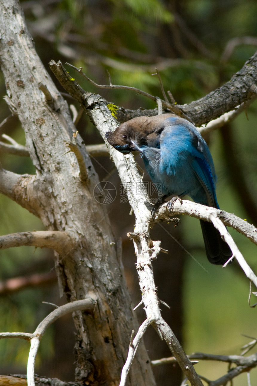 斯泰勒斯杰鸟类生活树木野生动物动物栖息摄影野外动物动物群主题图片