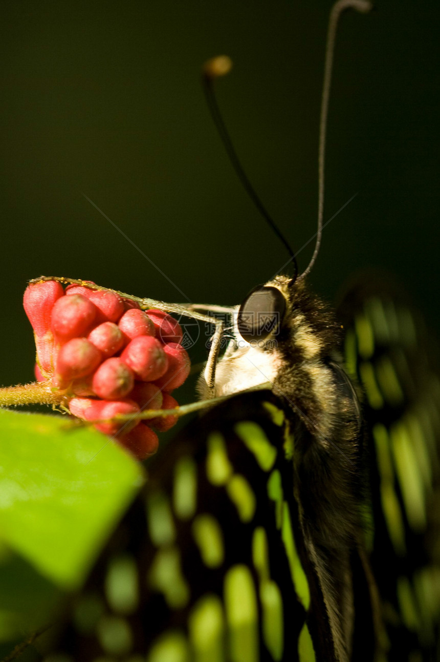 橙花上的虎燕尾野生动物摄影昆虫翅膀橙子野外动物生命脆弱性动物群昆虫学图片