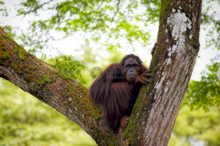 婆罗洲奥兰古人丛林濒危动物园原始人物种公园乐趣雨林橙子荒野图片