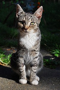 小猫宠物哺乳动物动物条纹猫科老虎眼睛背景图片