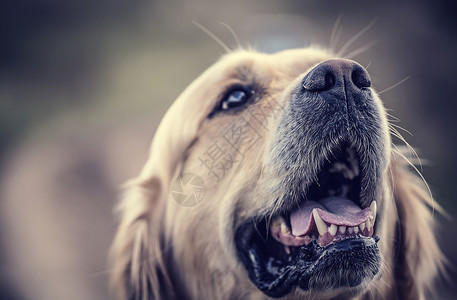 多猎犬多犬金的高清图片