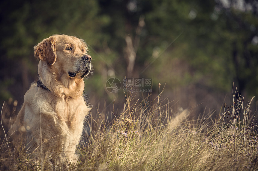 室外拉布拉多猎犬野生动物宠物金子男性棕色动物好奇心打猎猎人图片