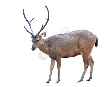 与世隔绝棕色荒野男性猎物动物哺乳动物野生动物鹿角环境食草背景图片