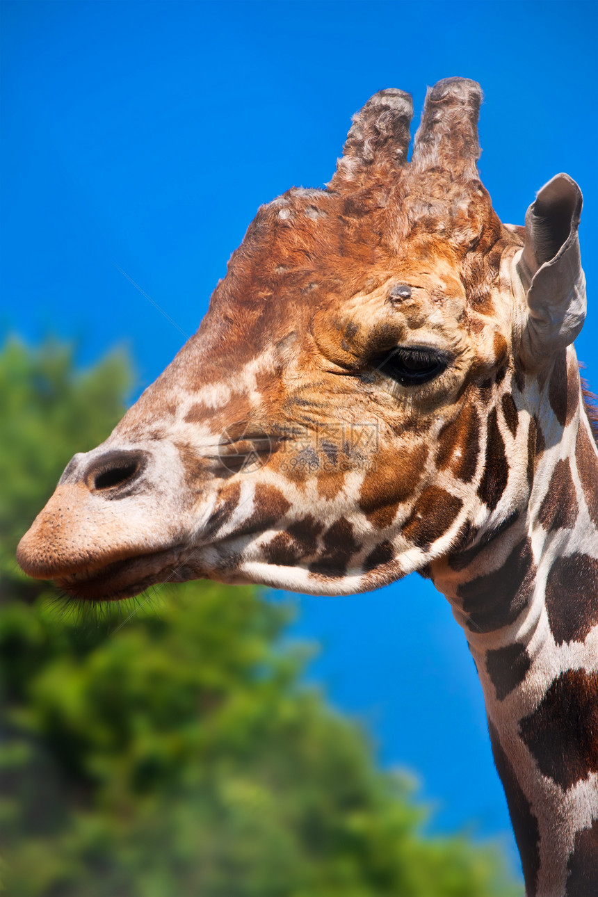 吉拉菲动物动物园荒野鼻子蓝色耳朵热带食草棕色脖子图片