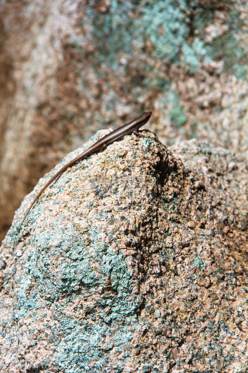 塞舌尔光滑的石头上的蜥蜴岩石壁虎爪子灰色爬虫花园鹅卵石爬行动物生物绿色图片