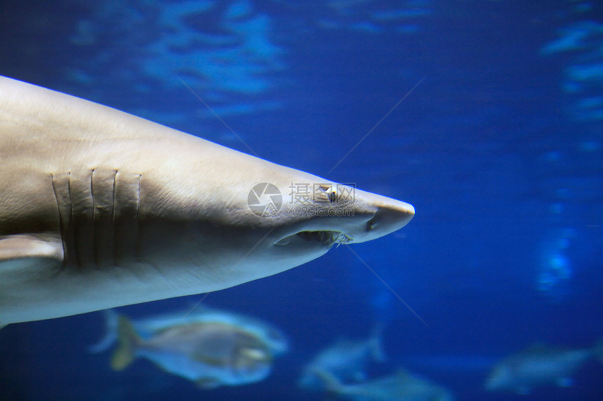 鲨鱼蓝色动物园动物危险捕食者环境野生动物水族馆速度牙齿图片