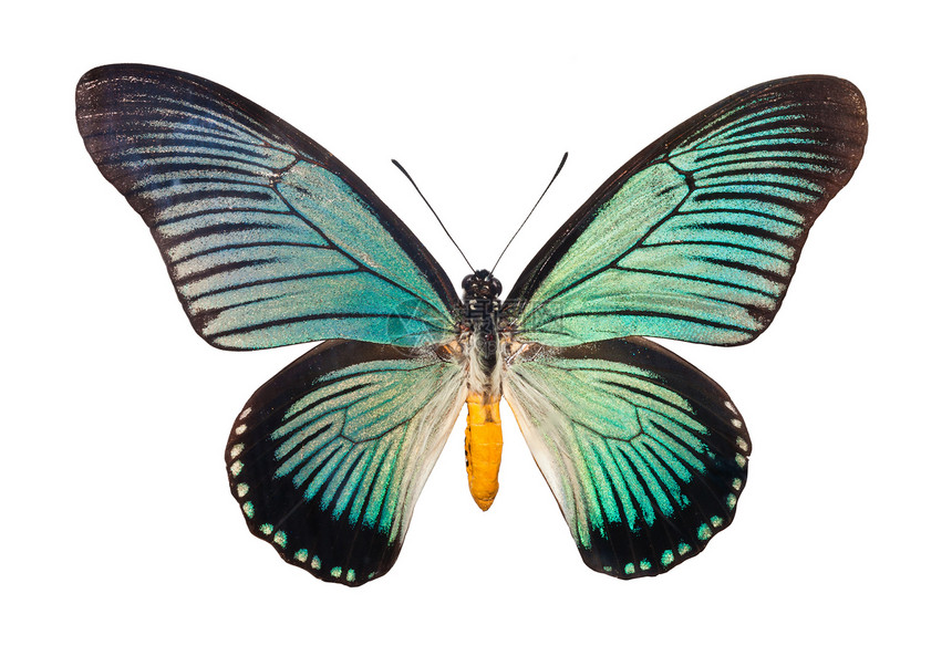 蝴蝶帕皮利奥翅膀宏观活力热带黄色绿色飞行动物蓝色黑色图片