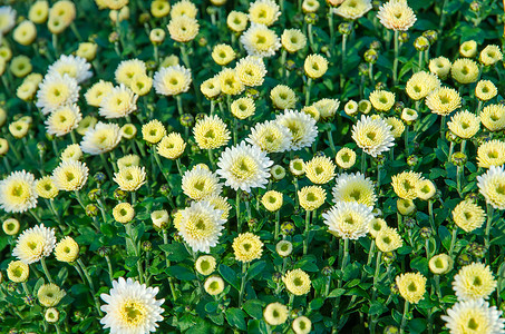 花朵 菊花商业苗圃白色绿色雏菊栽培店铺家庭叶子植物背景图片