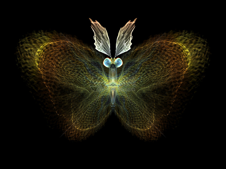 蝴蝶元素眼睛宏观设计生物学昆虫插图森林漏洞动物昆虫学图片