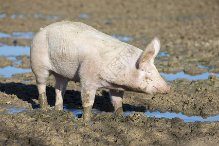 大猪乡村农庄鼻子产业配种哺乳动物饲养猪圈动物谷仓乡村的高清图片素材