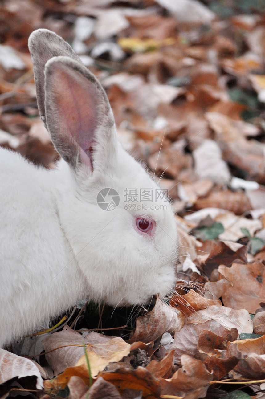 叶子上的白兔子头发宠物白色毛皮耳朵野生动物野兔哺乳动物眼睛红色图片