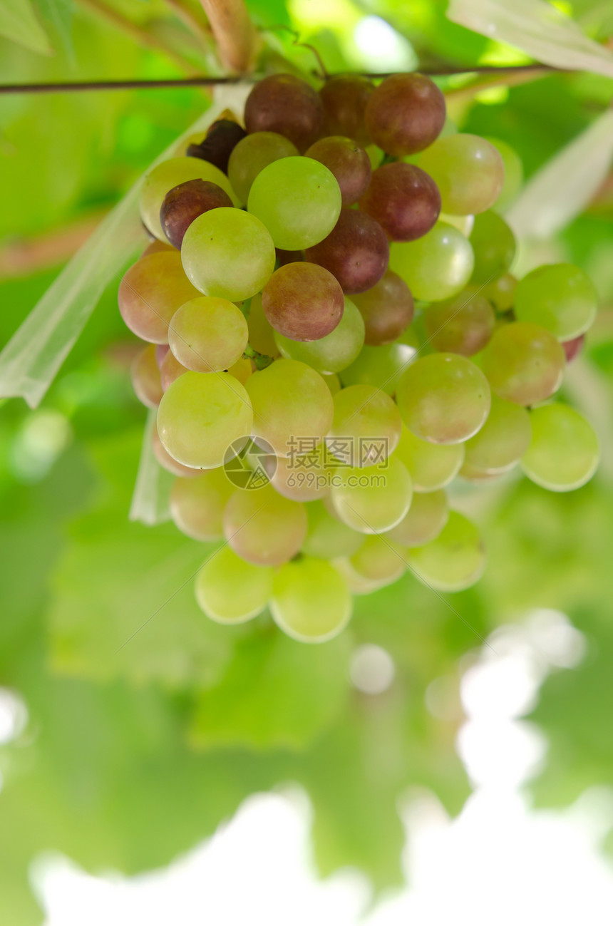 新鲜葡萄果生长生产农场收成叶子葡萄园植物食物酒厂水果图片