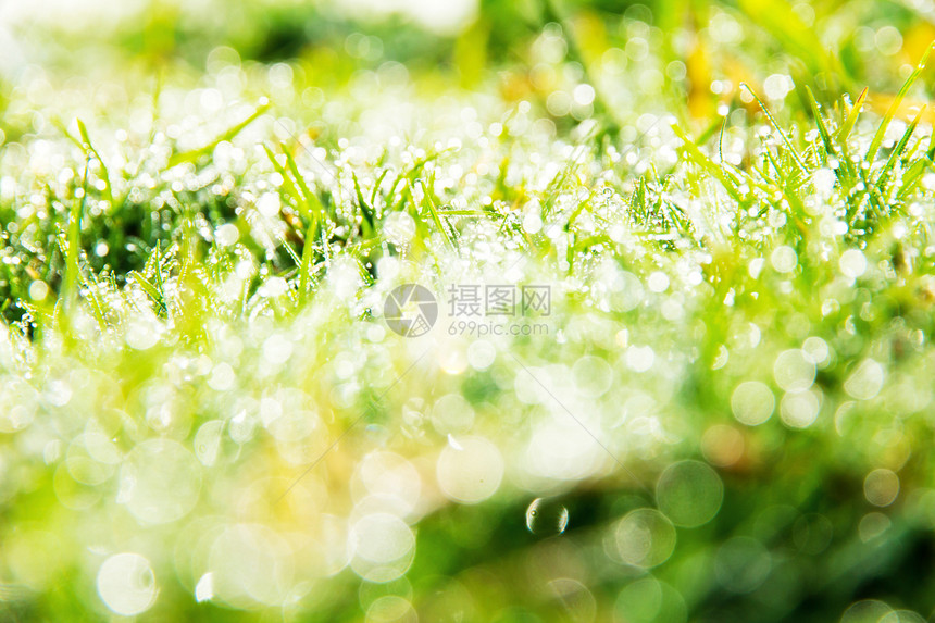 春青绿草的近距离画面天气季节宏观季节性环境植物草地下雨预报晴天图片