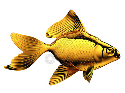 独有鳍和比例的金鱼高清图片