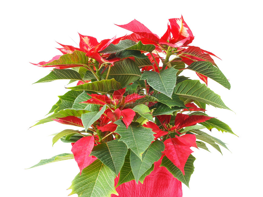 波因斯提亚圣诞星问候语问候星星植物白色晚报红色卡片图片