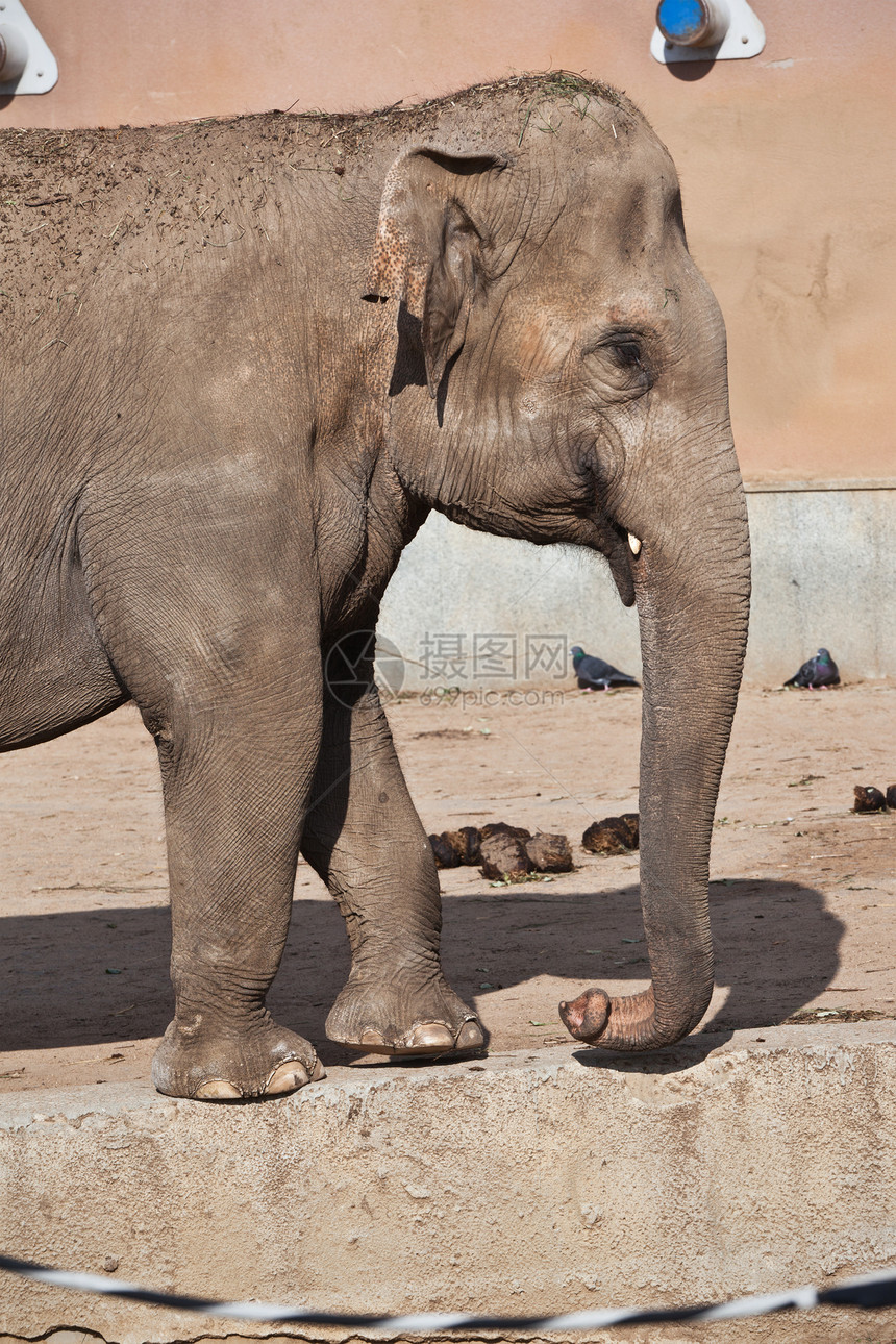大象野生动物动物动物园厚皮象牙皮肤耳朵獠牙灰色食草图片