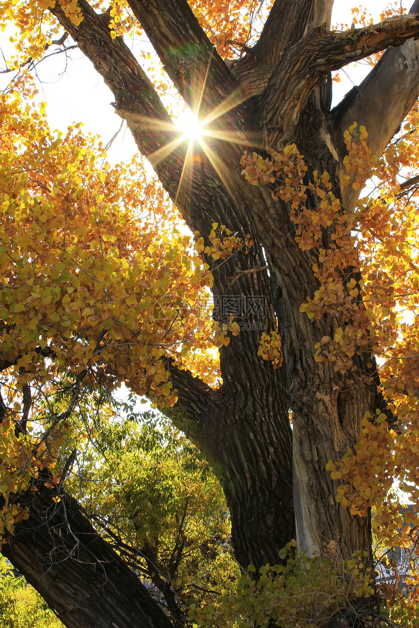 紧贴棉花木树上 日落红色黄色树叶太阳叶子图片