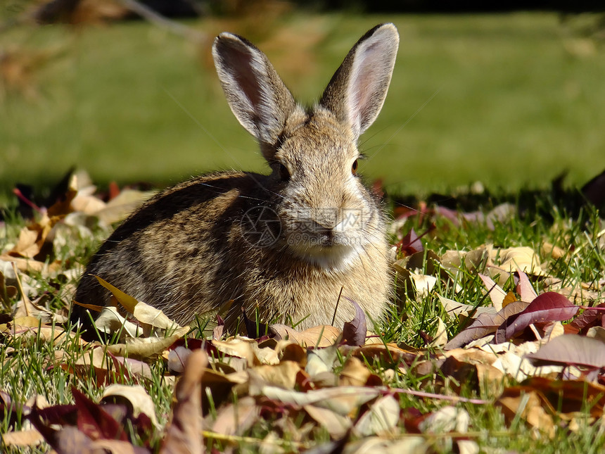 东棉尾兔荒野树叶哺乳动物野生动物兔子动物绿色图片