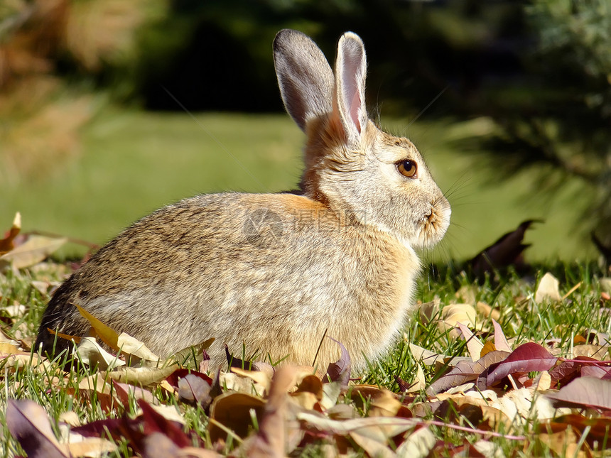 东棉尾兔树叶野生动物动物荒野哺乳动物兔子绿色图片