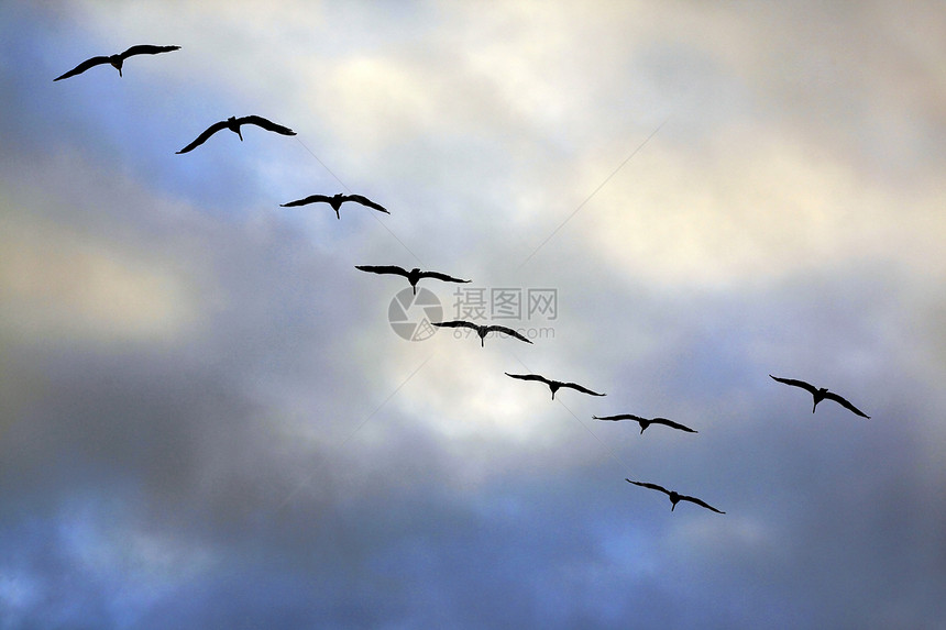 海鸥飞行群天空鸟类航班狩猎湿地蓝色飞行池塘团体图片