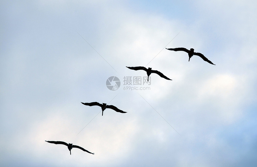 海鸥飞行群飞行湿地蓝色天空航班团体池塘狩猎鸟类图片