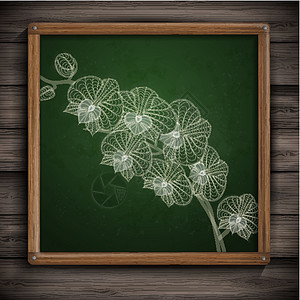一组手绘元素的各种元素植物群木头商业草图涂鸦木板绿色框架插图黑板背景图片