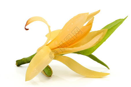 乐昌含笑香木花花植物植物学叶子脆弱性花瓣花头香味黄色背景