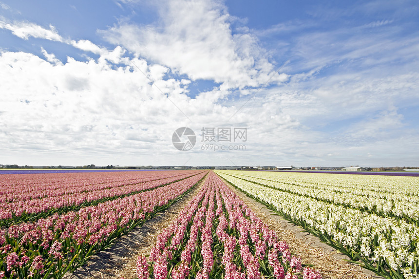 荷兰农村地区多彩的青春田地紫色花田晴天花朵场地乡村天空粉色园艺图片